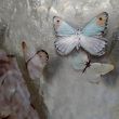 BUTTERFLIES - Handmade glass painting 4