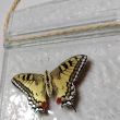 BUTTERFLIES - Handmade glass painting 5